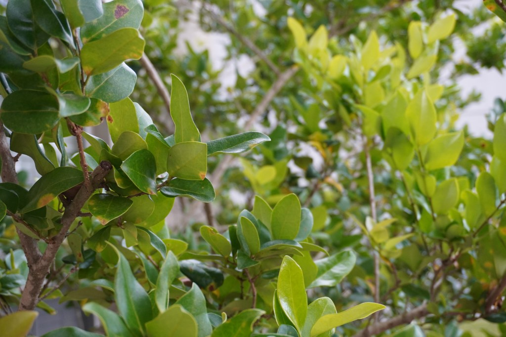 Degrees of Resilience